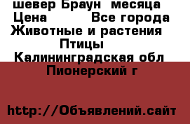 шевер Браун 2месяца › Цена ­ 200 - Все города Животные и растения » Птицы   . Калининградская обл.,Пионерский г.